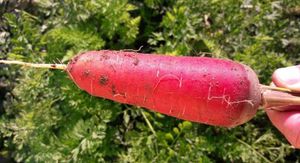 ������� ������ ����-����� Krypton F1 ��������� ������������ ������