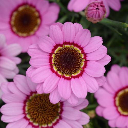 ����������� ��������� �������� argyranthemum intergeneric 'Grandessa Series' ������� ������� ��� ������