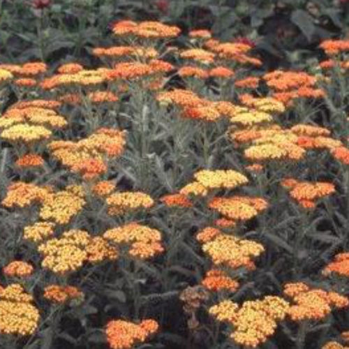 ����������� ��������� �������� TERRACOTTA ��������� ��� ������ ��� ����