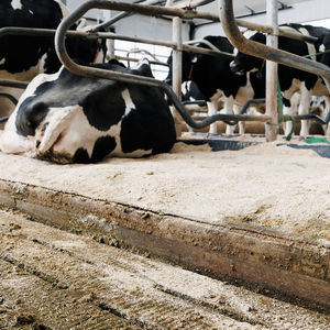 ��� ��� ����� �� ������� Pasture Mat� ����������� ��� ������ ������� �����