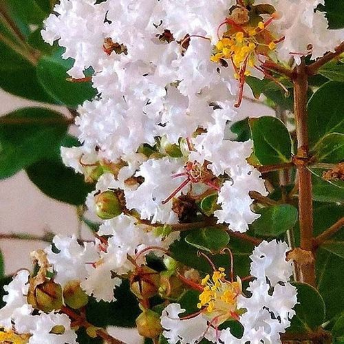 ��������� ��������� ��� ������ GreatMyrtle� � ������ �������