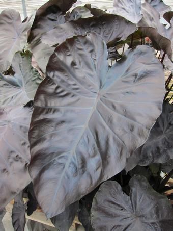 ����������� ������� �������� Black Coral ��� ���� ��� �������� ���������