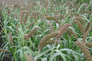 SEED SERVICE s.r.o. : ������ � ������ ������� -
