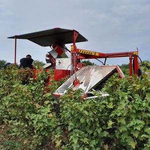 �������� ��� ����� ������ ��� ����� MAJA AUTOMATIC ��� ��������� �� �������