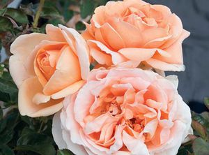 Star� Roses and Plants : ������ � ������ ������� -