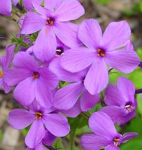 North Creek Nurseries Inc : ������ � ������ ������� -