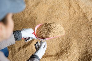 Novagrar GmbH & Co. KG : �������������� -
