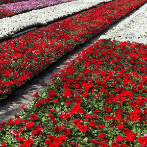 SAKATA ORNAMENTALS EUROPE A/S : ������ � ������ ������� -