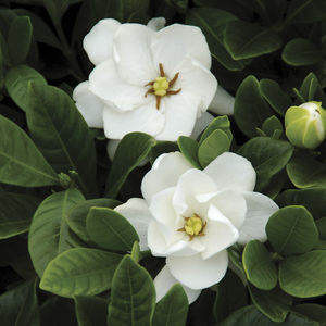 ��������� ��� �������� Buxus �Little Missy�