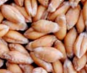 Agriobtentions : ������ � ������ ������� -