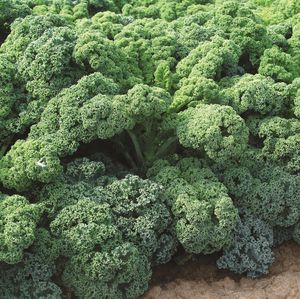 CN Seeds Ltd : ������ � ������ ������� -