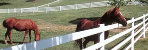 Telehorse : �������������� -