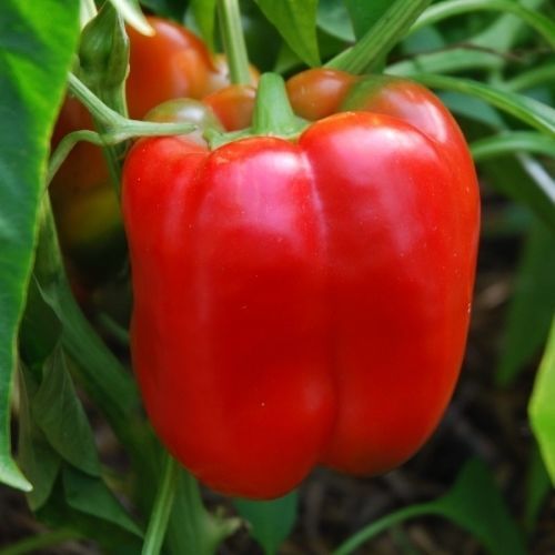 ������ ������ �������� ����� JUMBO STUFF (still) ������������ ������