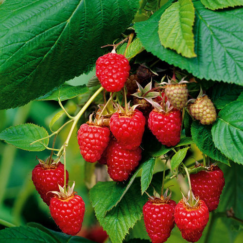������� ���� RUBUS IDAEUS