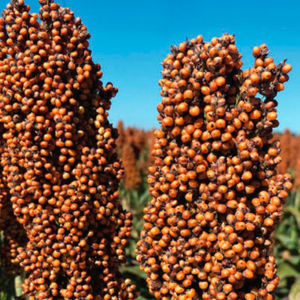 ������ ������ ����� M5973 ����� ���������� � ��������� ���������� � �������