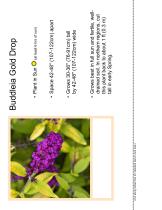 ����������� ��������� �������� Buddleia Gold Drop ���������� ��� ���� ��� ����������� �������