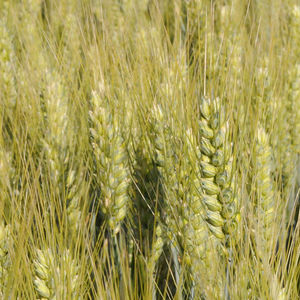 ���������� ������ ������� ������� Jet ������ ���������� � �������� ����������������