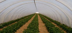 Haygrove Tunnels : ����������� -