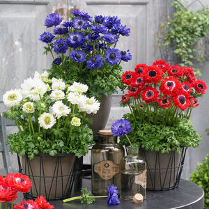 Sakata Seed America Inc : ������ � ������ ������� -