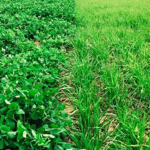 ���� ��� ����� BMR Dwarf CIPAN ����������