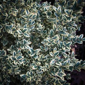 Avant gardens : ������ � ������ ������� -