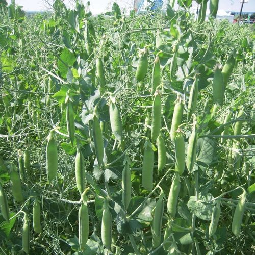 ������ ������ ��������� ������� ENDURO ���������� ����� ������ ��������