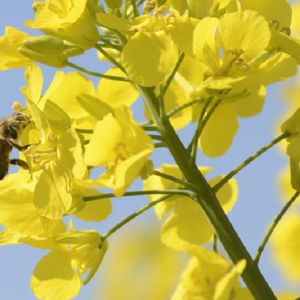DSV UK : ������ � ������ ������� -
