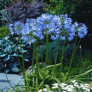 ����������� ��������� �������� Calamagrostis acutiflora 'Karl Foerster' ���������� ��� ���� ��� ������