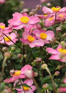 ����������� ��������� �������� Yarrow ����� ������ �������