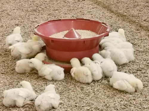 �������� ��� �������� ����� Spitfeeder �� �������� ������������ ��������