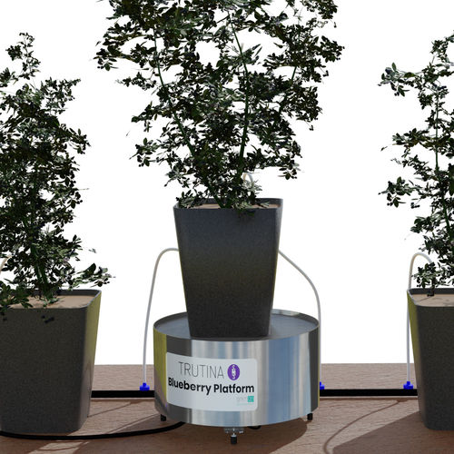 ������� ���������� ��� ��������� ��������� Trutina Blueberry Professional Edition ��� �������� ��� �������� ��� �������
