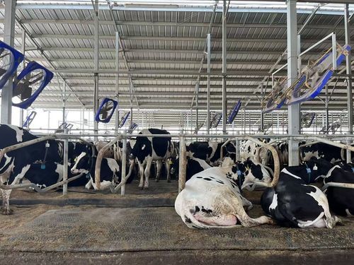 ��� ��� ����� �� ������� Cow Waterbed ������ ������ ������� ����� ������ ��� ��������� �����