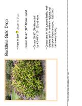 ����������� ��������� �������� Buddleia Gold Drop ���������� ��� ���� ��� ����������� �������