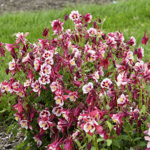 ����������� ��������� �������� Aquilegia EARLYBIRD� ����� ������� ��� ����