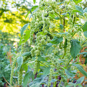 Select Seeds : ������ � ������ ������� -