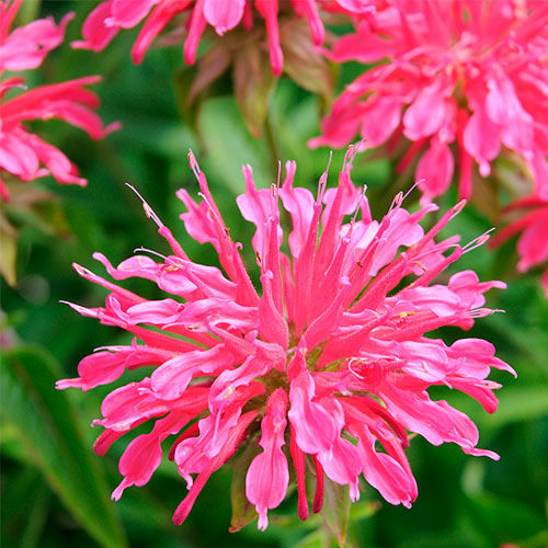 ����������� ������ ������ Monarda didyma ������� ��� ����� ��� ����������� �������