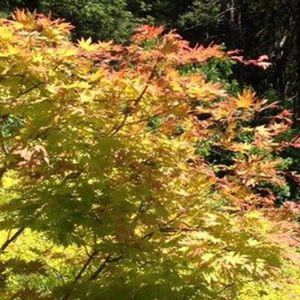 ���������� ������ RED PYGMY