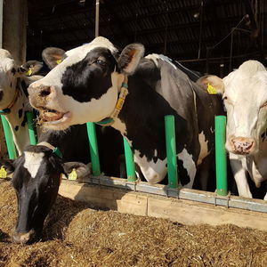 Cow-Welfare : �������������� -