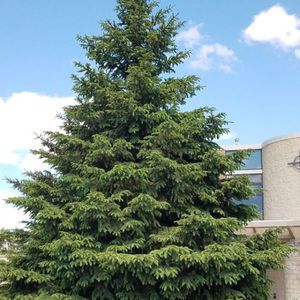 NatureHills : ������ � ������ ������� -