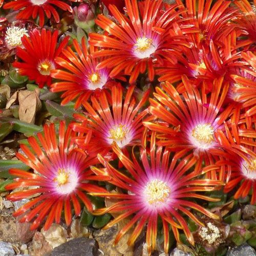 ������� ��������� �������� Delosperma Mountain Flame� ������� ��� ���� ��� �������� ���������