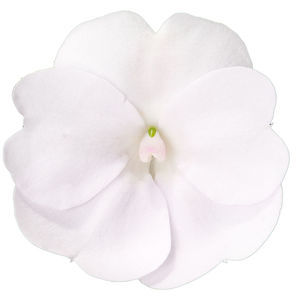 ������� ������ ������ SunPatiens� Compact ������� ���������� �������