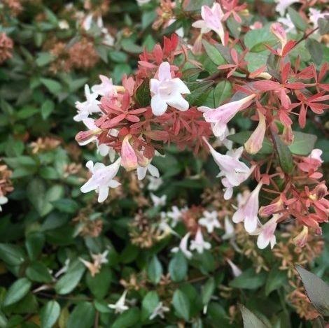 ��������� ��� ������� Abelia � ������ �������