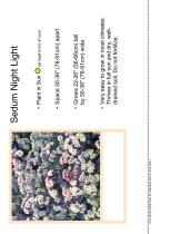 ����������� ��������� �������� Sedum Night Light ���������� ������ �������