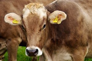������� ������� ��� ����� Extra Mix for Calves ��� �������� �������� ��������