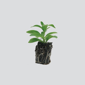 �������� �������� ���� Rootcubes� ������ ����������