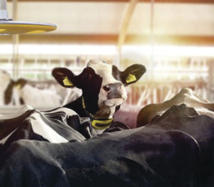BECO Dairy Automation, Inc. : �������������� -