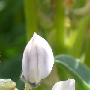 ������ ������ ������ CARABOR ��������