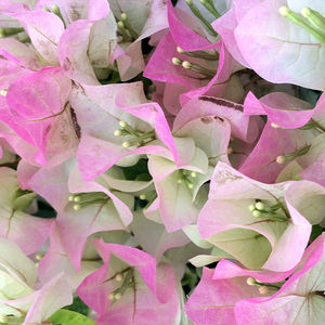 Vista Farms : ������ � ������ ������� -