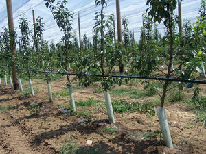 SCOVA IMPIANTI Srl : �������������������� ��������� -