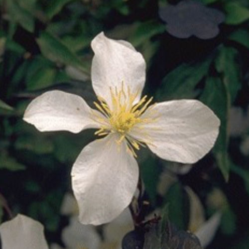 ����� ��������� �������� GRANDIFLORA �������� ��������